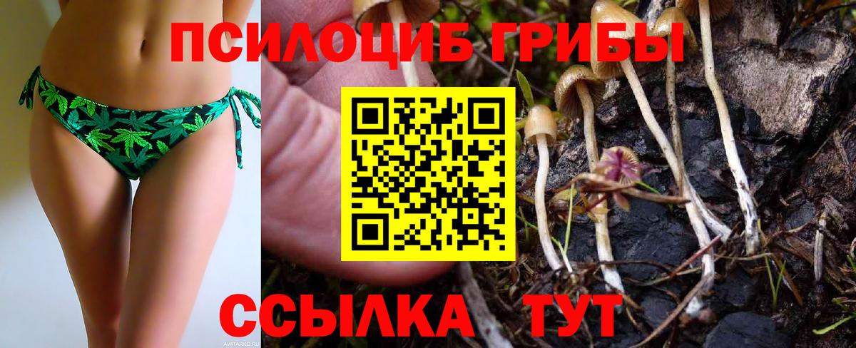 где можно купить наркотик  Вход с VPN  Сокол  Псилоцибиновые грибы прущие грибы 