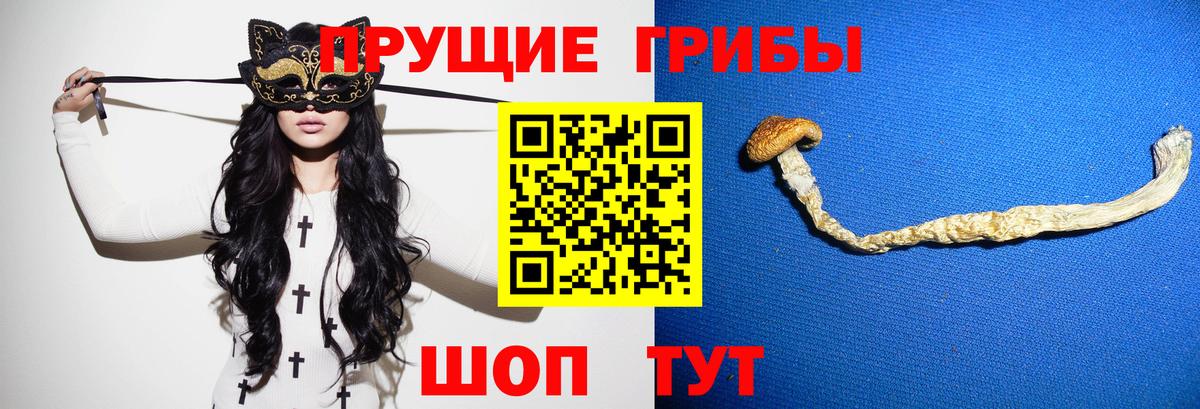 Галлюциногенные грибы Psilocybe Сокол